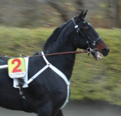 Orecchietti 151118-4